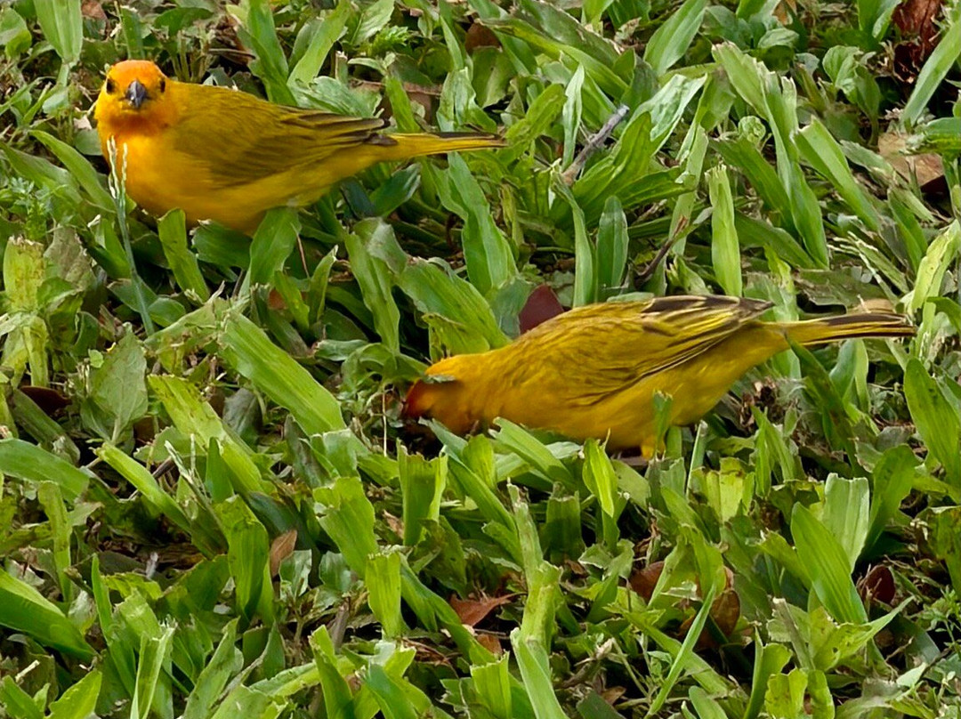 Central Oahu Regional Park-火奴鲁鲁必去景点