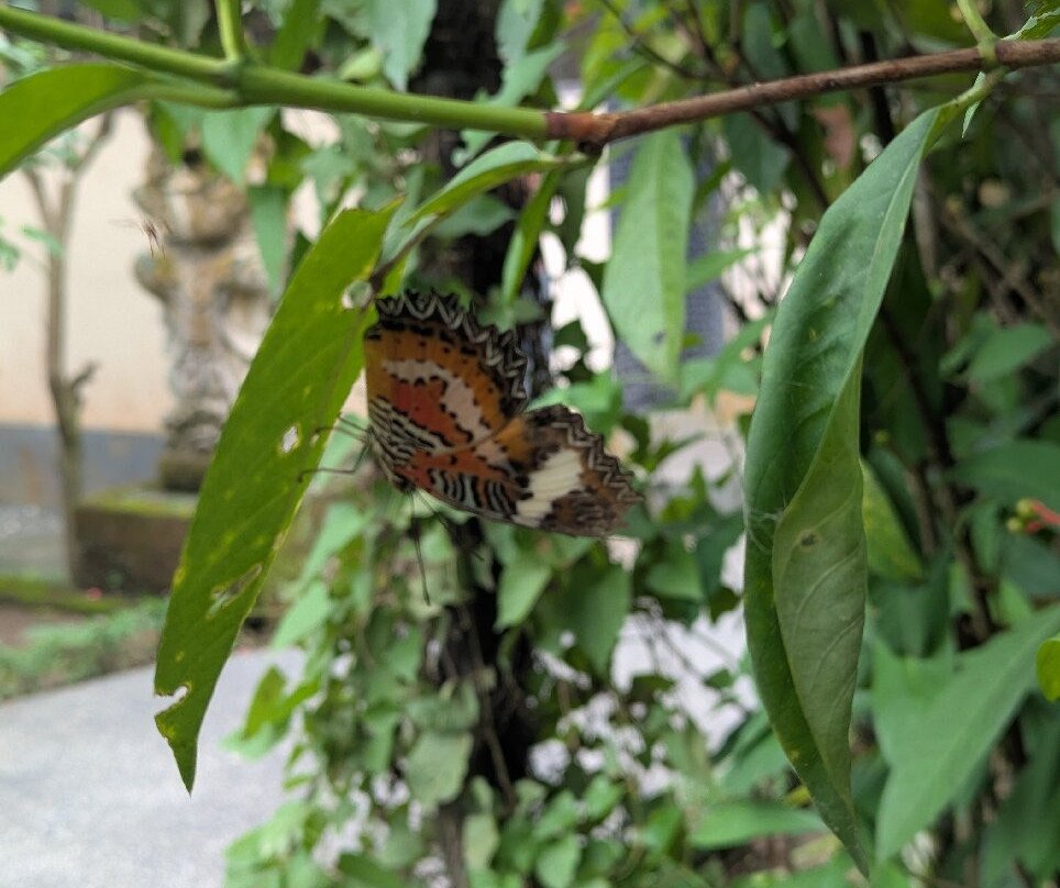 Kemenuh Butterfly Park-Kemenuh必去景点