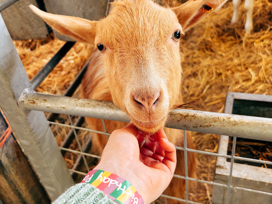 Rare Breeds Centre-Woodchurch必去景点