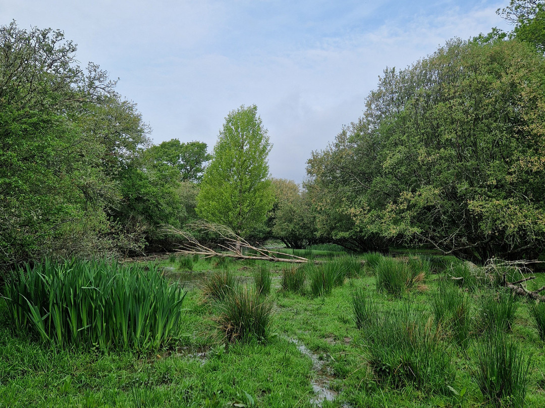 Knepp Wildland Safaris-霍舍姆必去景点