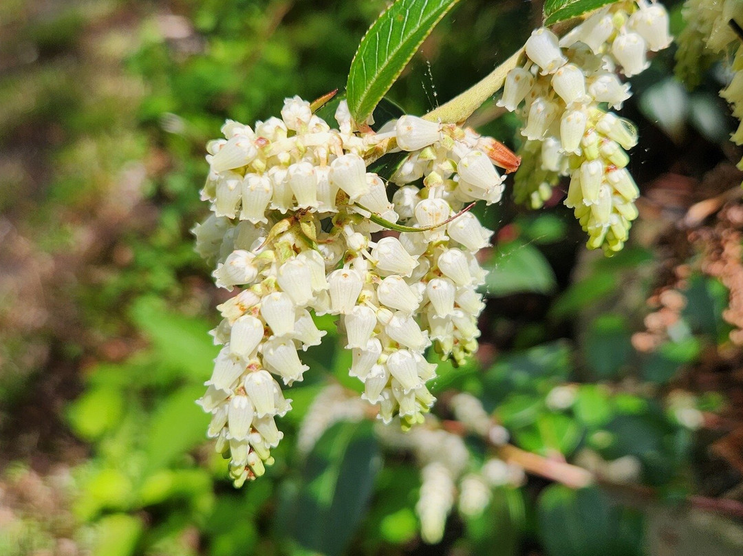 Asheville Botanical Garden-阿什维尔必去景点