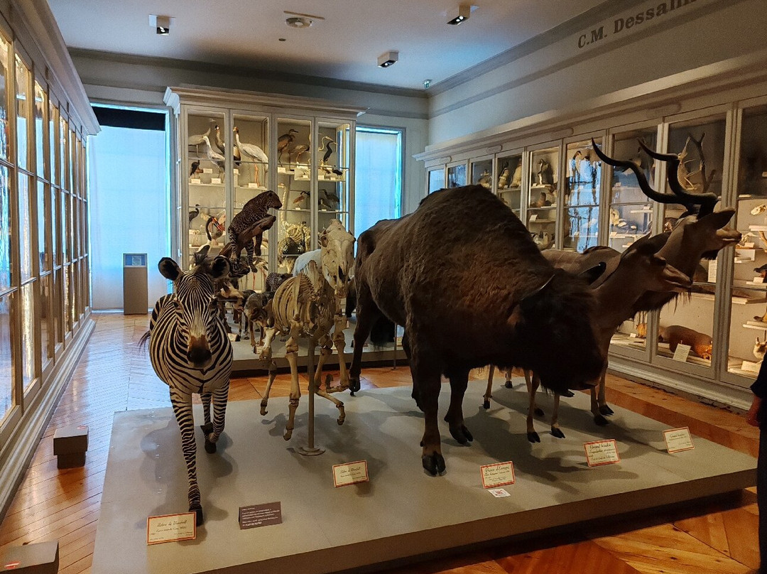 Muséum d'Histoire Naturelle de La Rochelle-拉罗谢尔必去景点