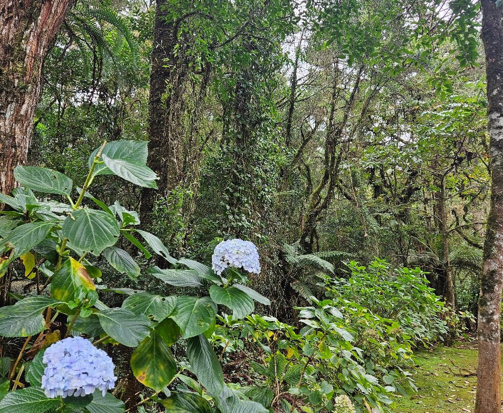 Bosque do Gato de Botas-蒙特贝尔德必去景点
