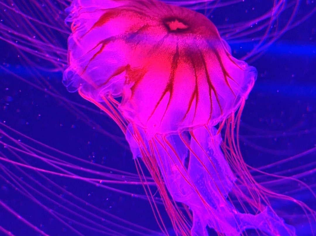 Jellyfish Museum-庞帕诺比奇必去景点
