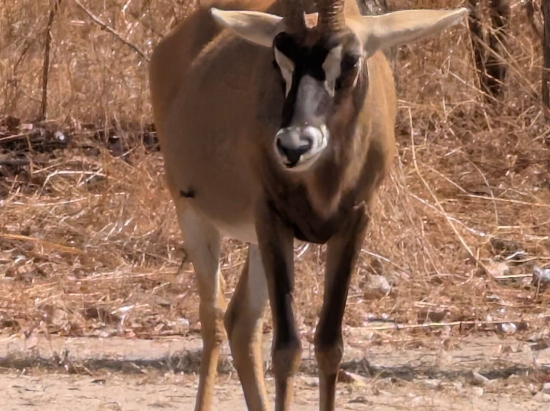 Fathala Wildlife Reserve-Dassilame Ba必去景点