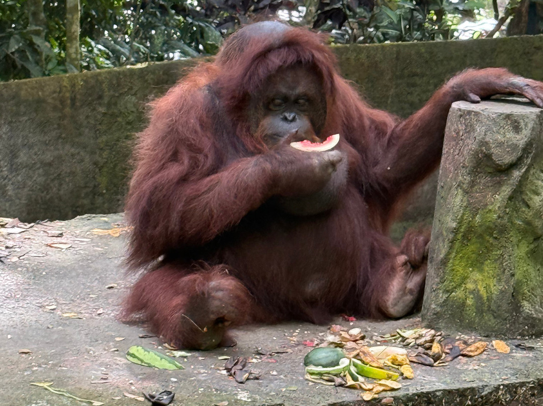 Lombok Wildlife Park-Tanjung必去景点