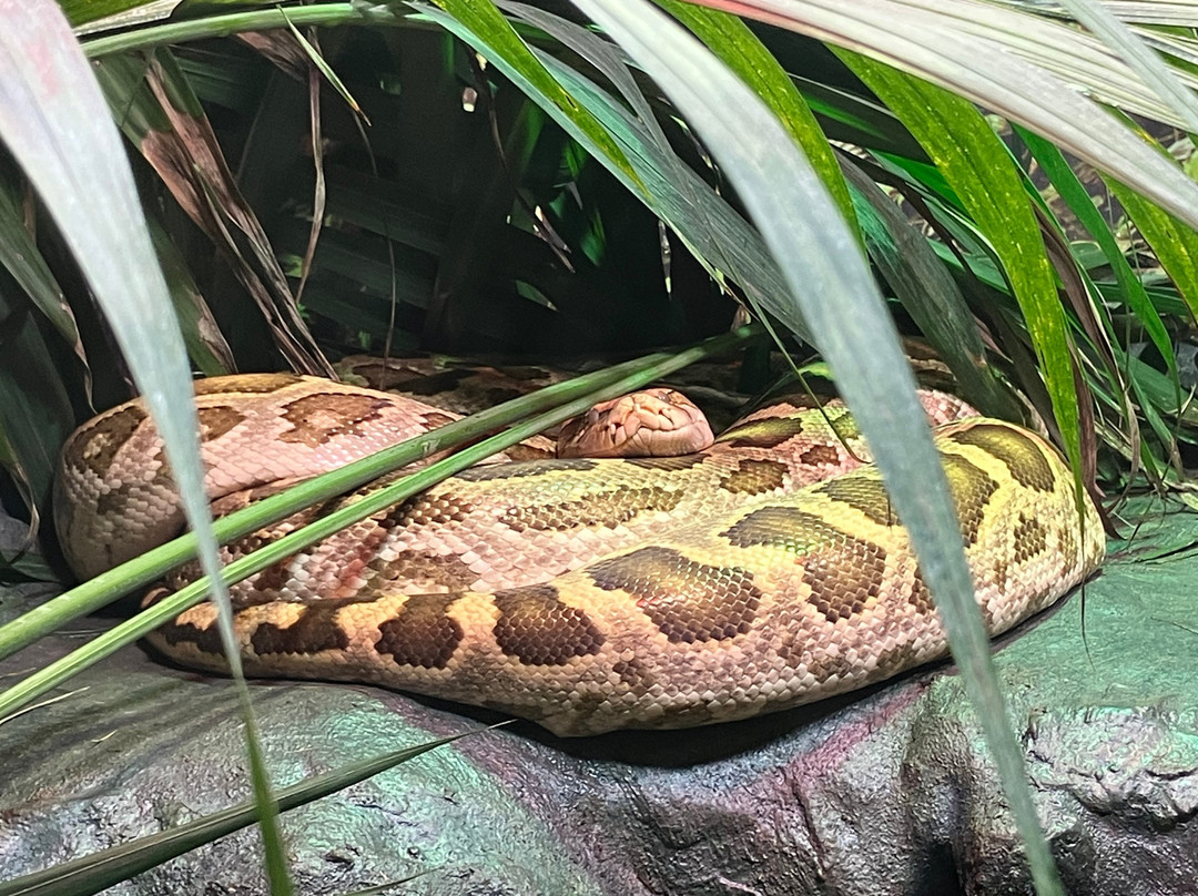 Tropicarium Park-Lido di Jesolo必去景点