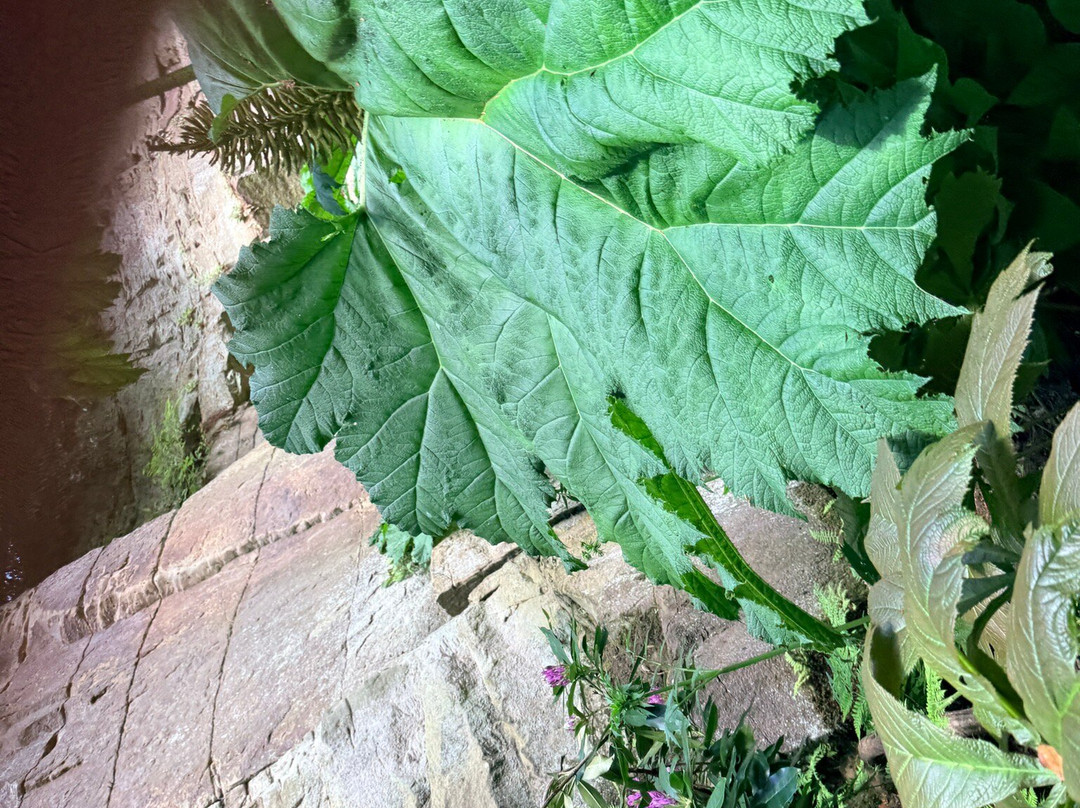 Belsay Hall Castle And Gardens-Belsay必去景点