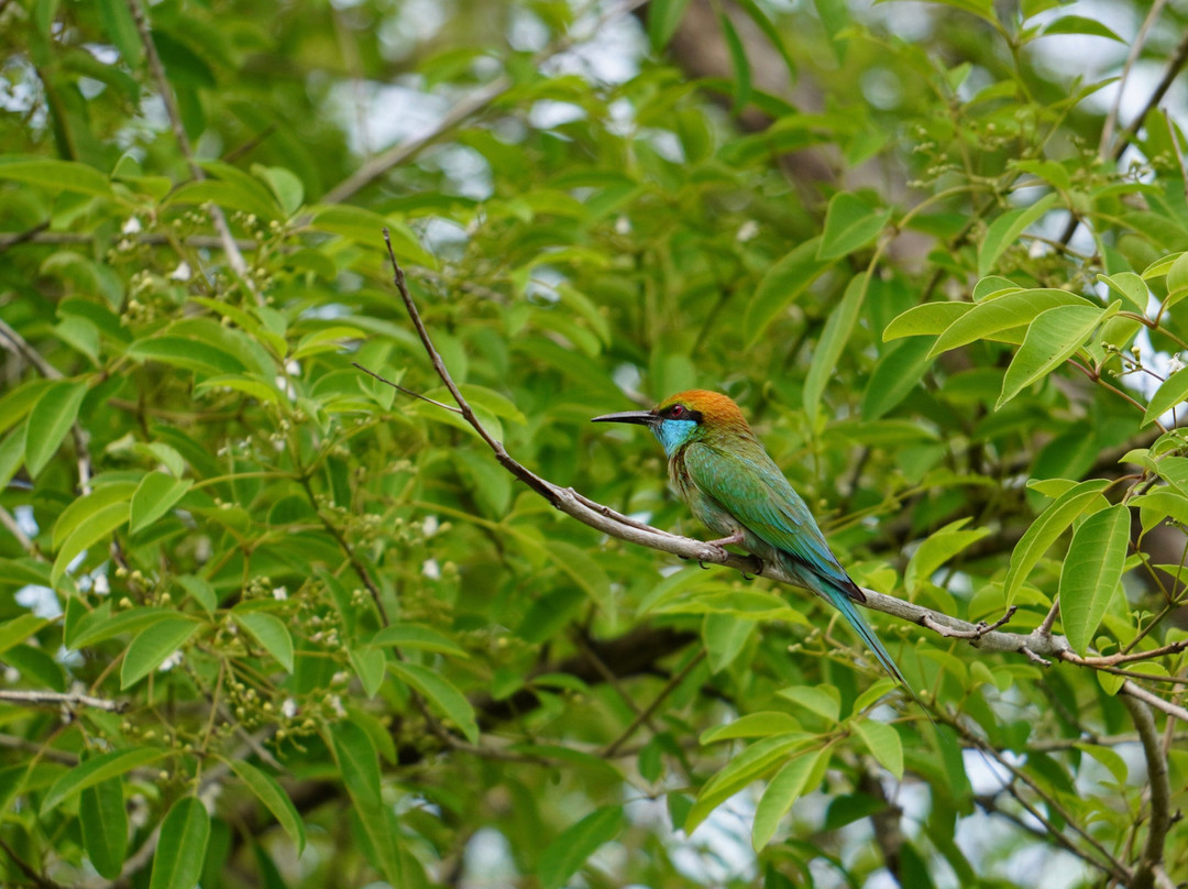 Tour In Lanka-尼甘布必去景点