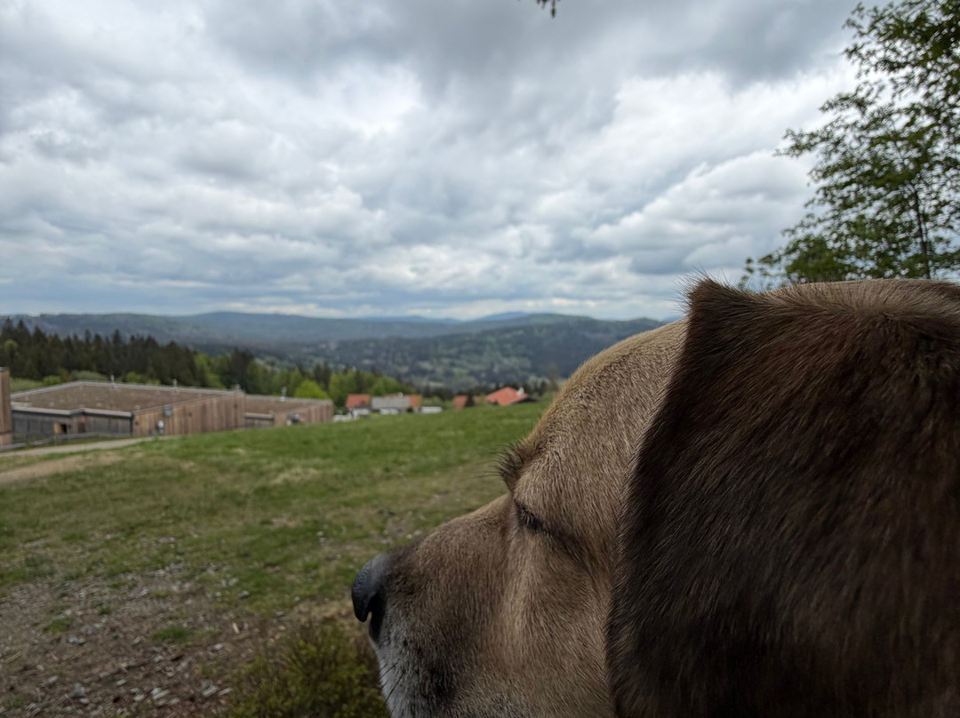 Hunderesort Waldeck - 4 Sterne Urlaub Mit Hund主图