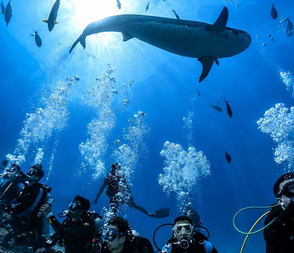 Fuvahmulah Scuba Club主图
