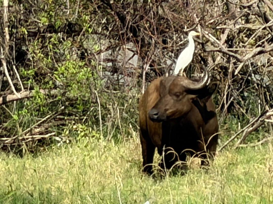 Lake Manyara-Lake Manyara National Park必去景点