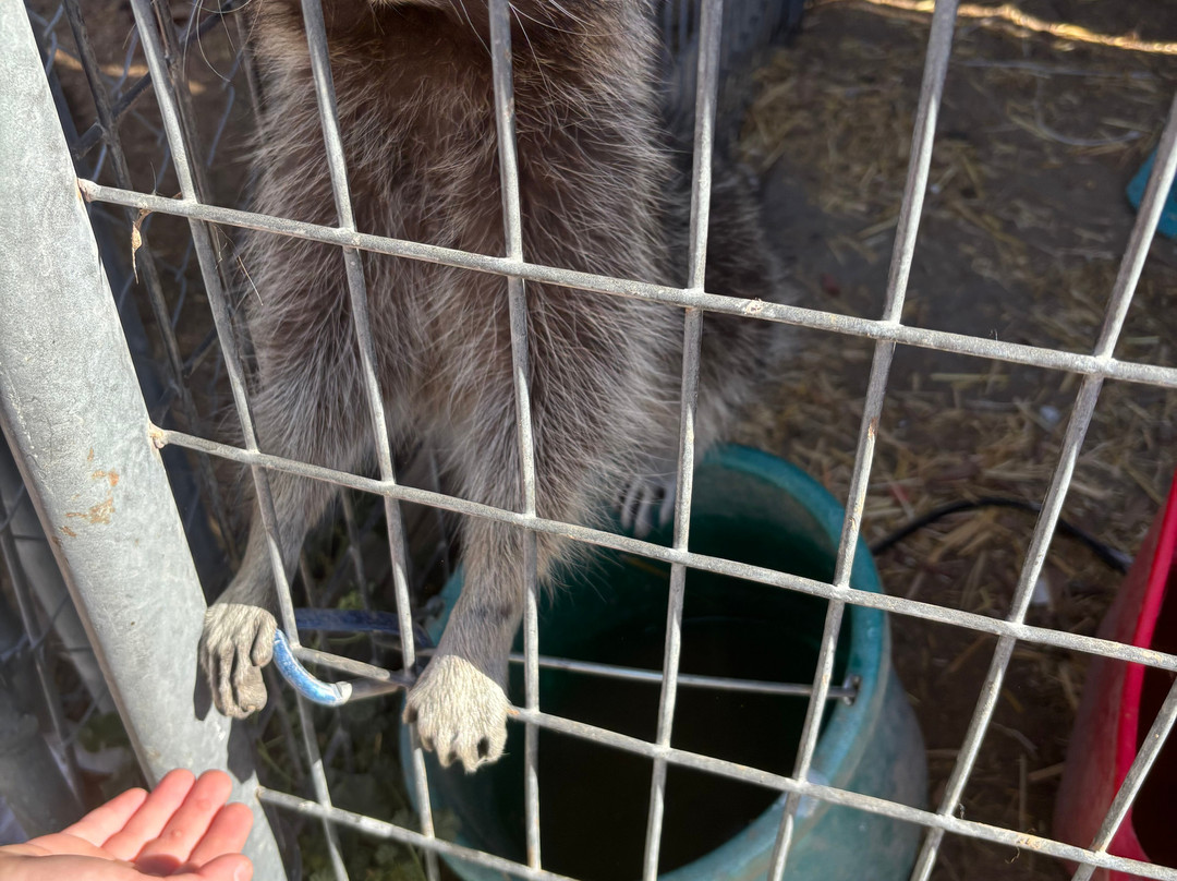 Utah Petting Zoo At Ivie Acres Farm-Grantsville必去景点