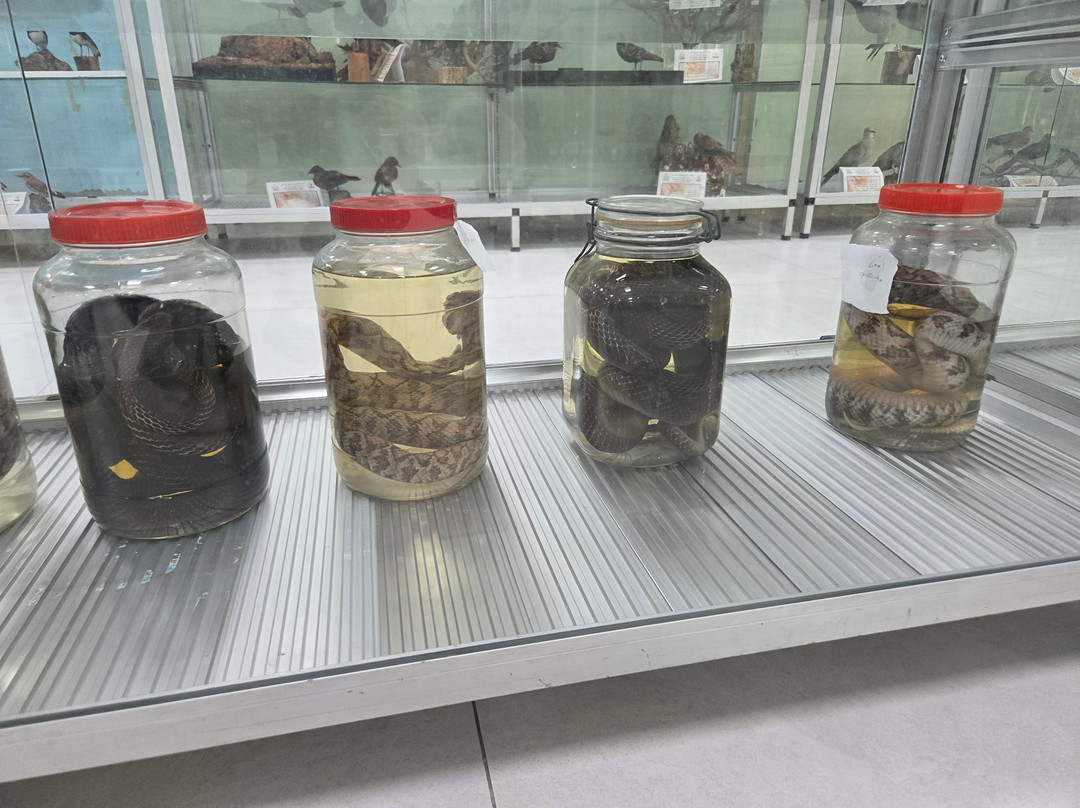 Jordanian Natural History Museum-Irbid必去景点