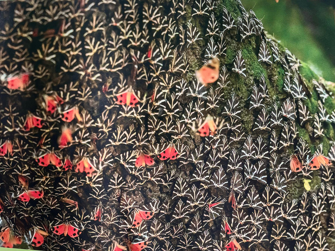 Valley of the Butterflies-Petaloudes必去景点