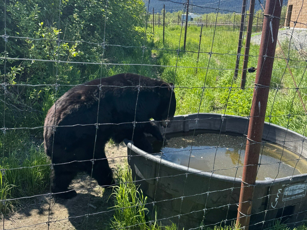 Alaska Wildlife Conservation Center-戈德伍德必去景点