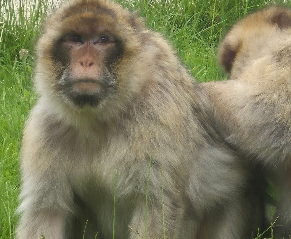 Trentham Monkey Forest-特伦特河畔斯托克必去景点