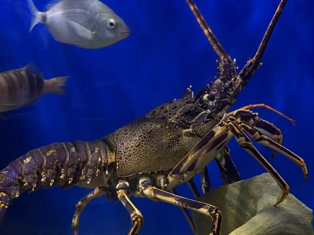 Aquaworld Aquarium & Reptile Rescue Centre-赫索尼索斯必去景点