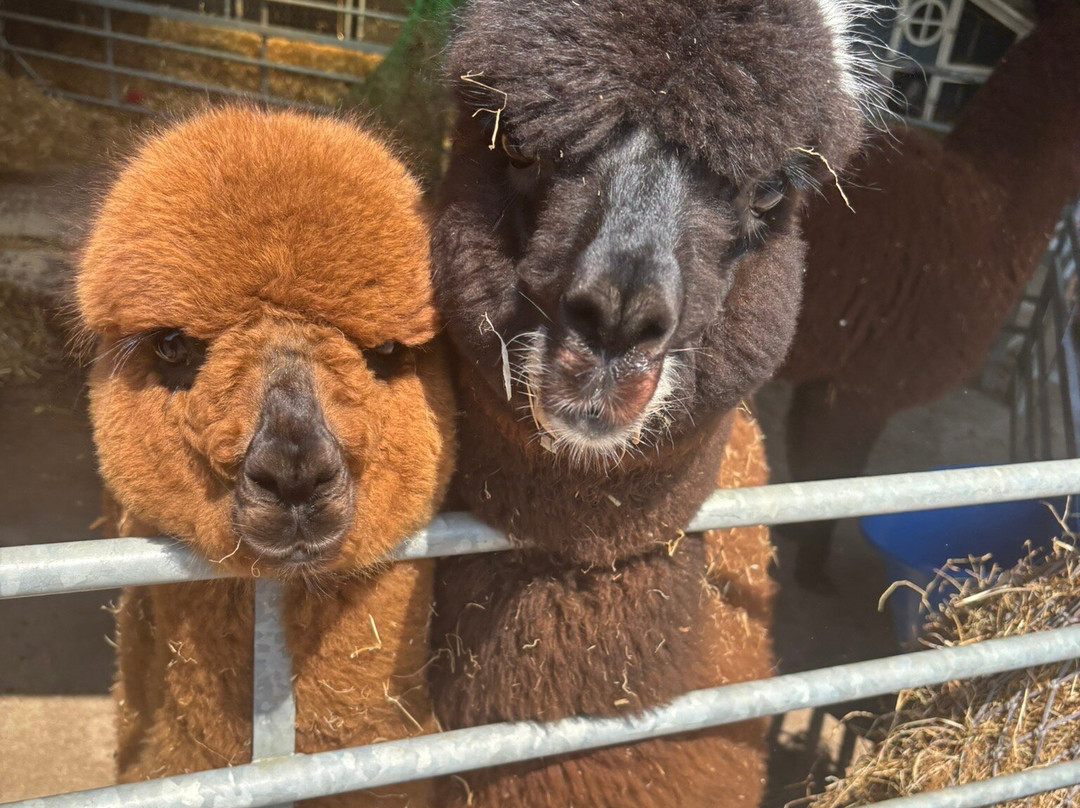 Woodlands Alpaca Farm-沃灵顿必去景点