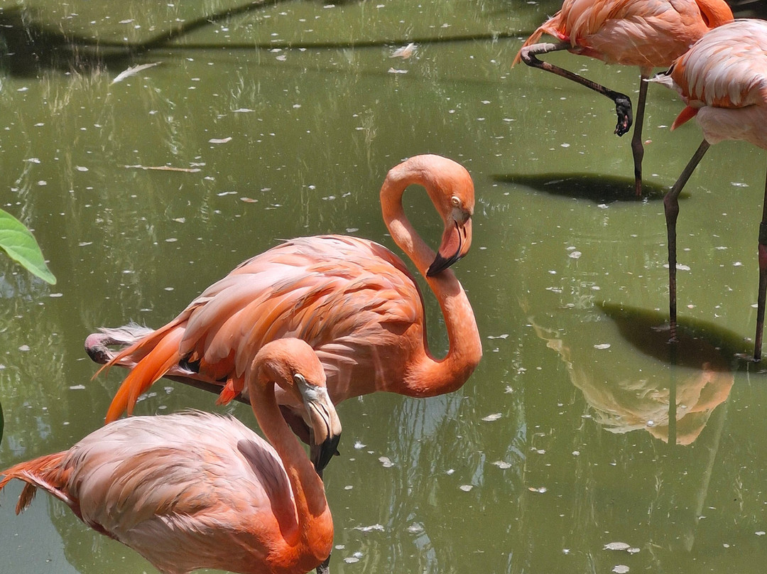 Zoo de Martinique-Le Carbet必去景点