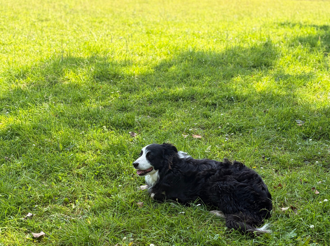 Kilkenny Sheepdog Experience-Thomastown必去景点