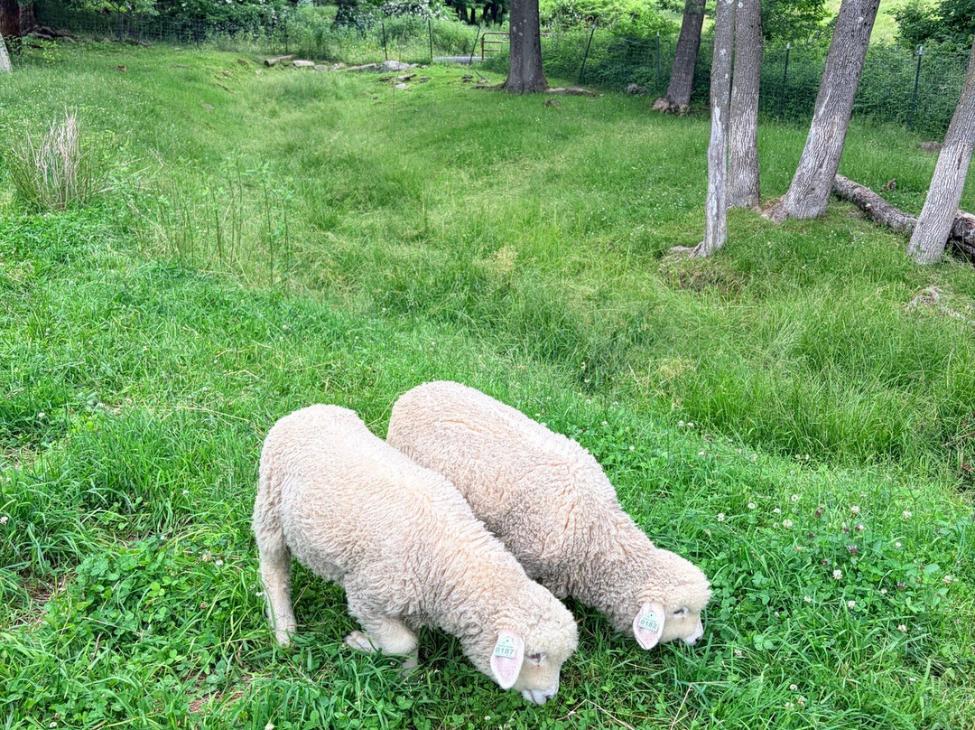 Sugarbush Farm-伍德斯托克必去景点