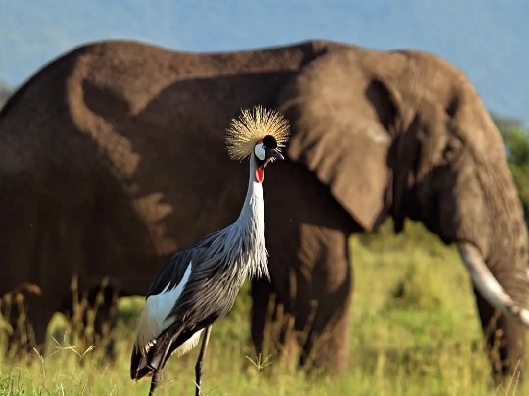 Amboseli National Park-Amboseli Eco-system必去景点