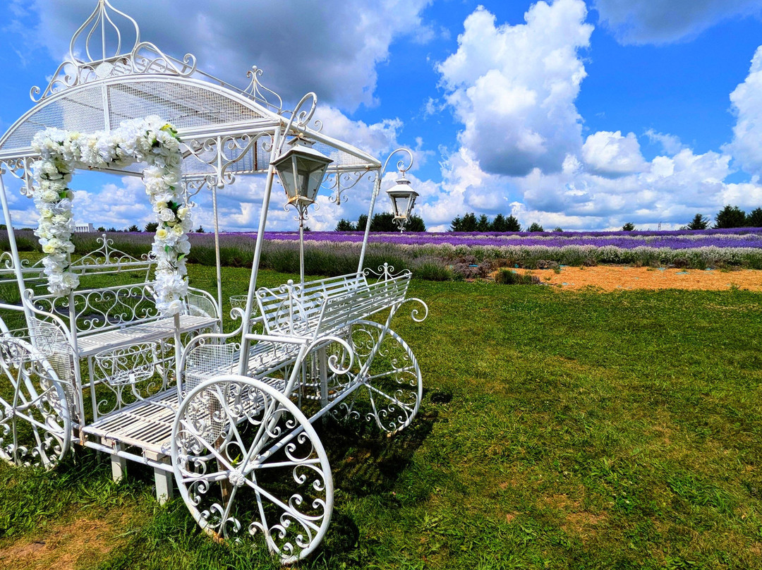 Kelso Lavender Farm-Milton必去景点