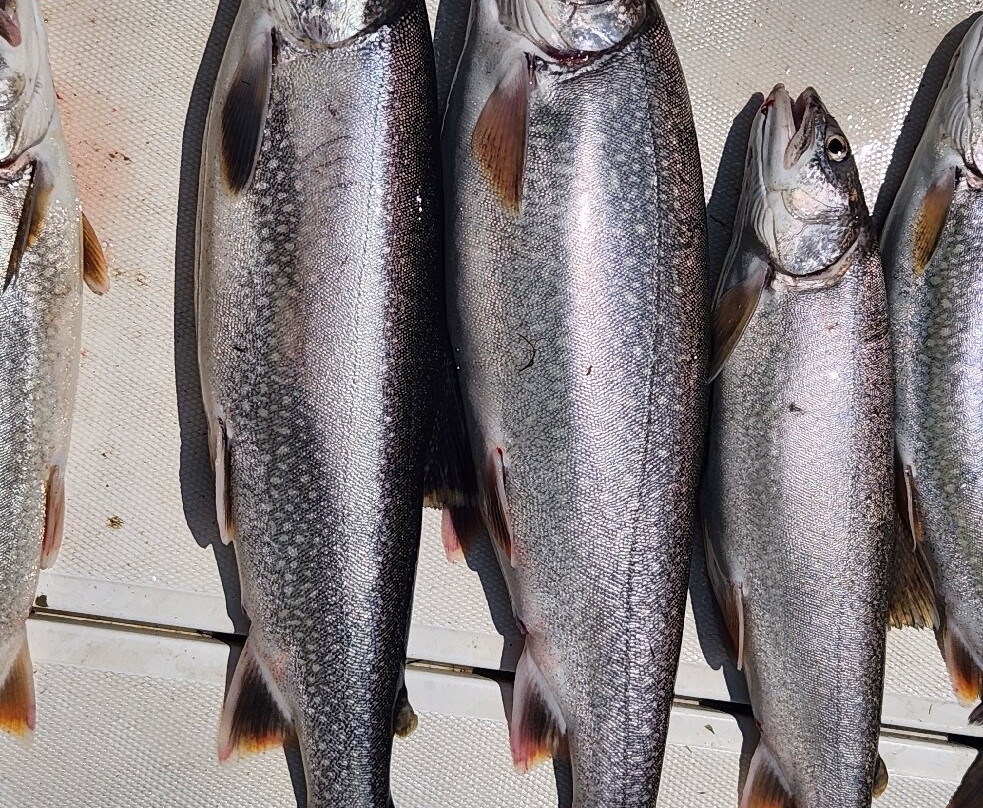 Eagle Rock Fishing Charters-Cayuga必去景点