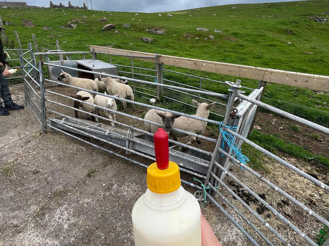Sunshine Shetland oo croft-Lerwick必去景点
