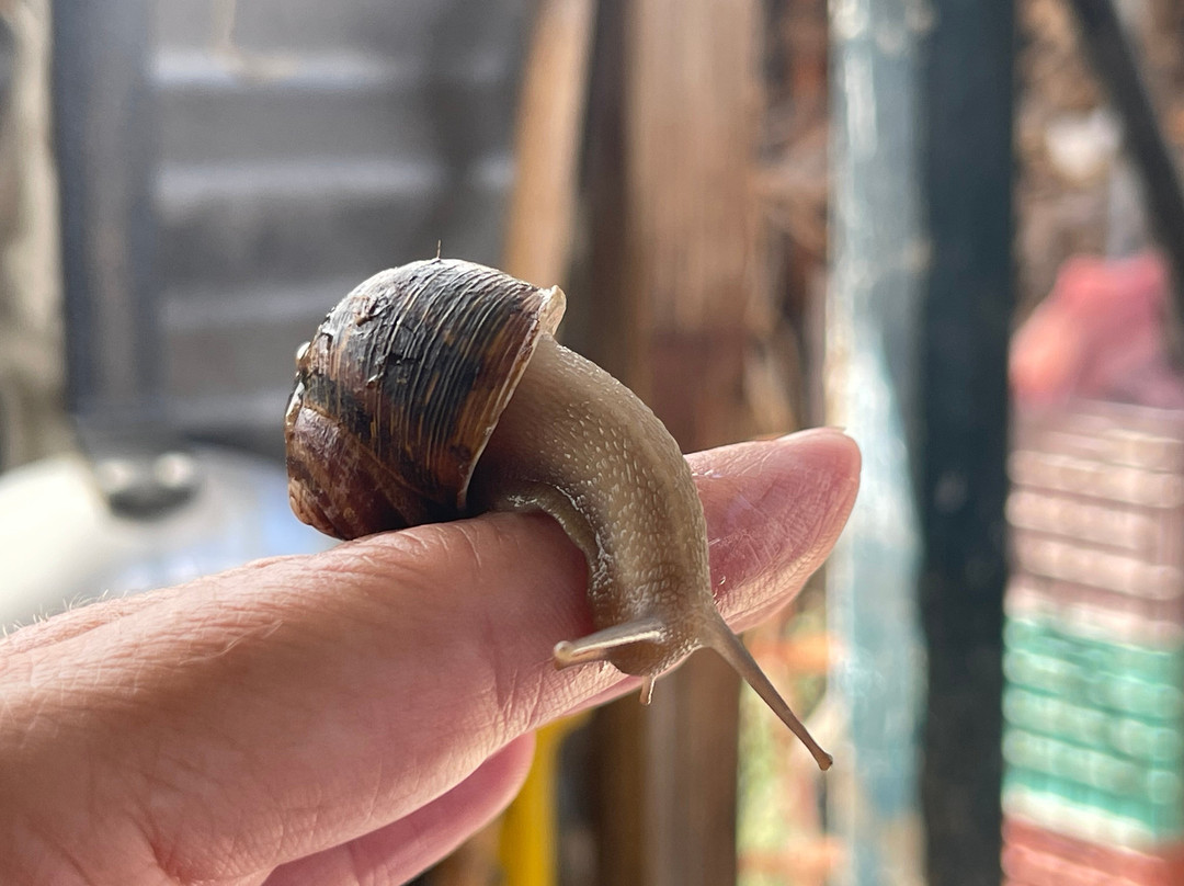 Snail Farm And Fun-Tylissos必去景点