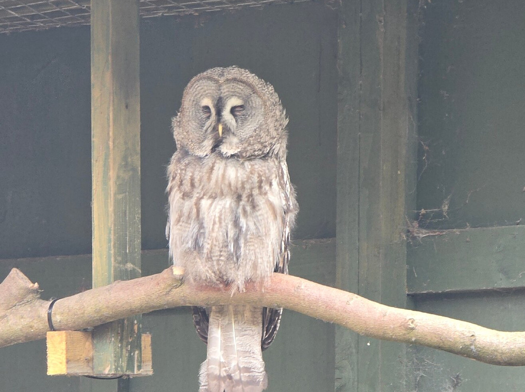 Scottish Owl Centre-Whitburn必去景点