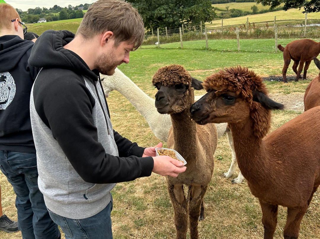 Meadowcroft Farm Alpacas-Bury必去景点
