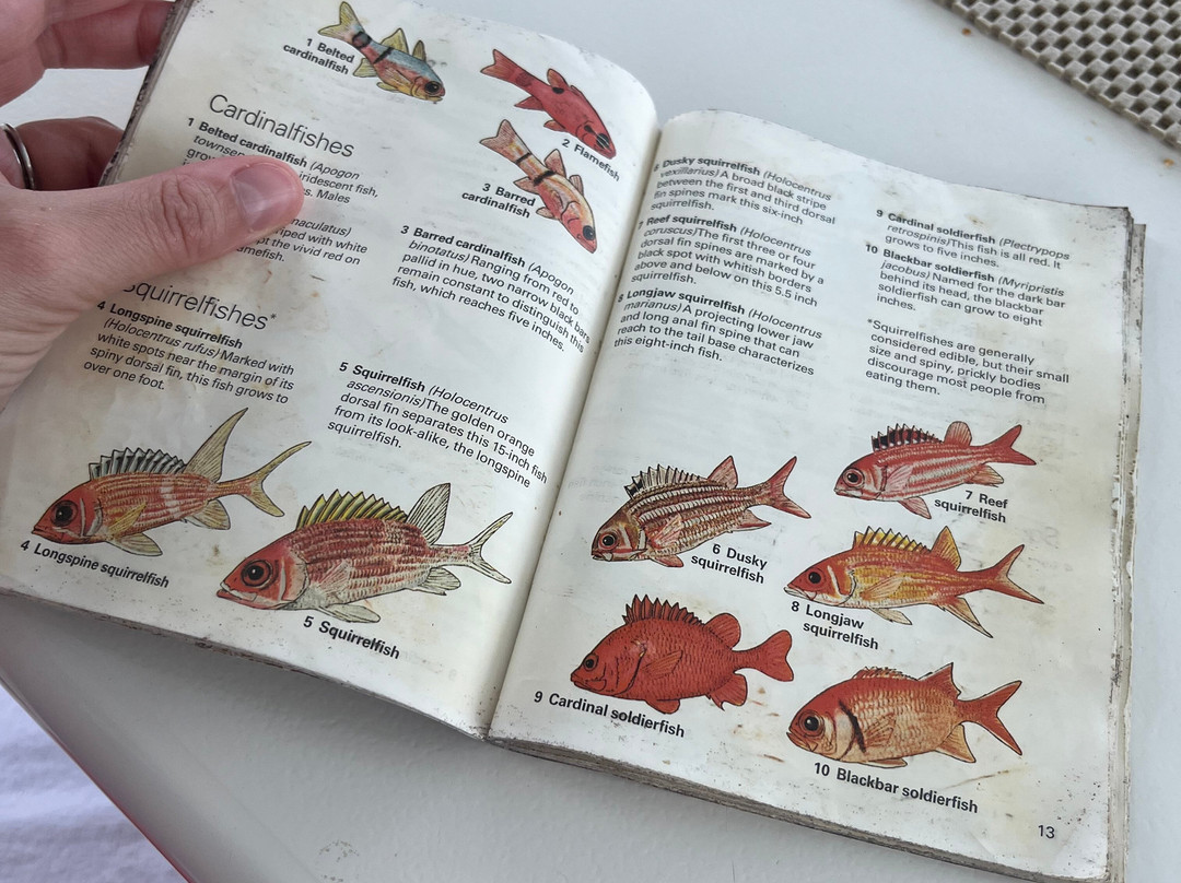 Catch The Cat - Private Sailing Charters-Jolly Harbour必去景点