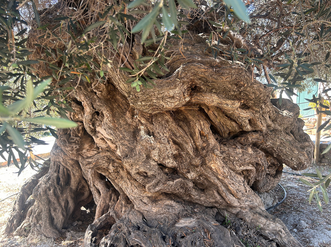 Olive Tree Museum of Vouves-Vouves必去景点