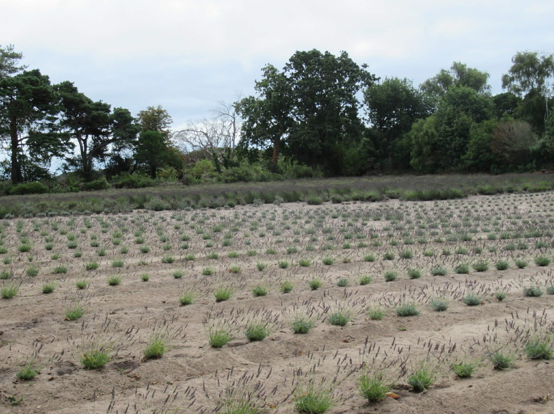 Jersey Lavender Farm-圣布雷拉德必去景点