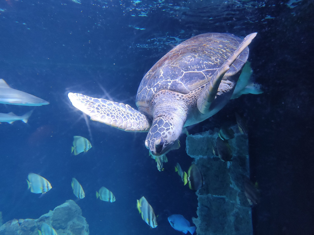 Acquario Di Livorno-里窝那必去景点