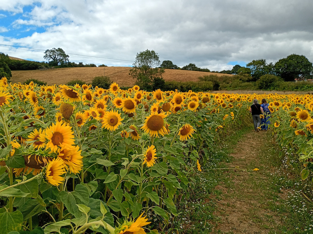 Sunflower Saunter At Coppet Hill