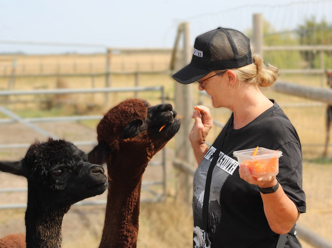 Tawnymeade Alpaca's-波士顿必去景点