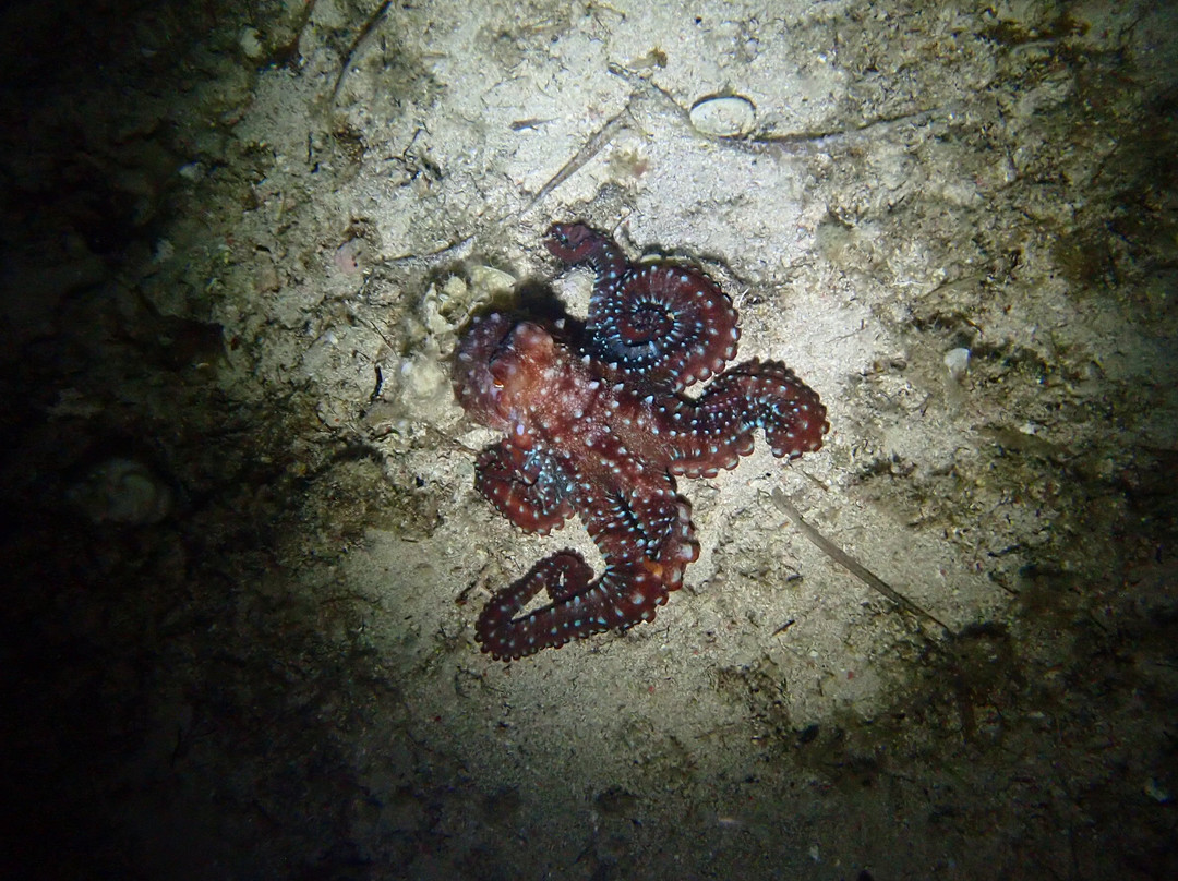 Capo Galera Diving Center-阿尔盖罗必去景点
