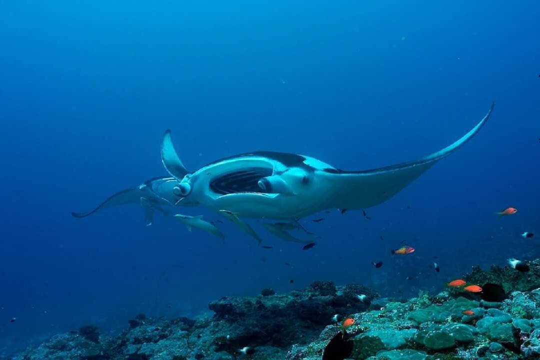 Euro-Divers Club Med Kani-卡尼翡诺岛必去景点