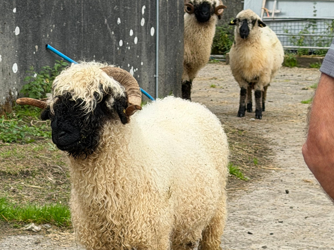 Wild Atlantic Sheep Walks-Tobercurry必去景点