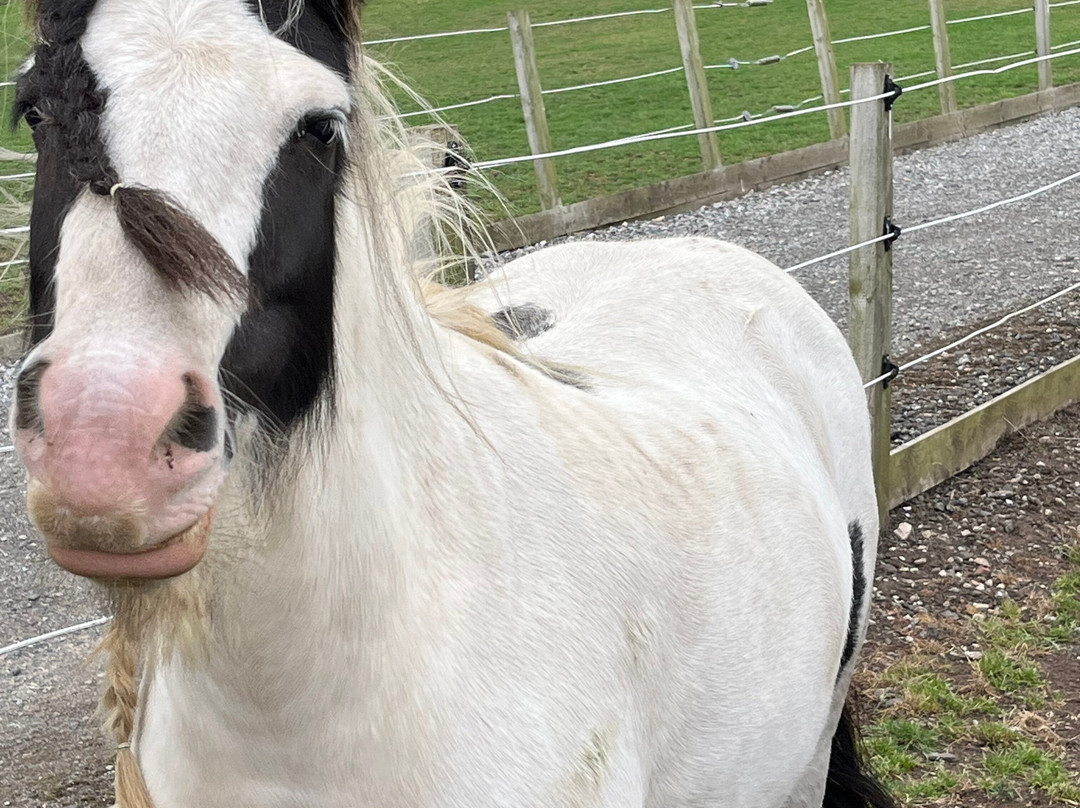 World Horse Welfare Penny Farm-黑潭必去景点