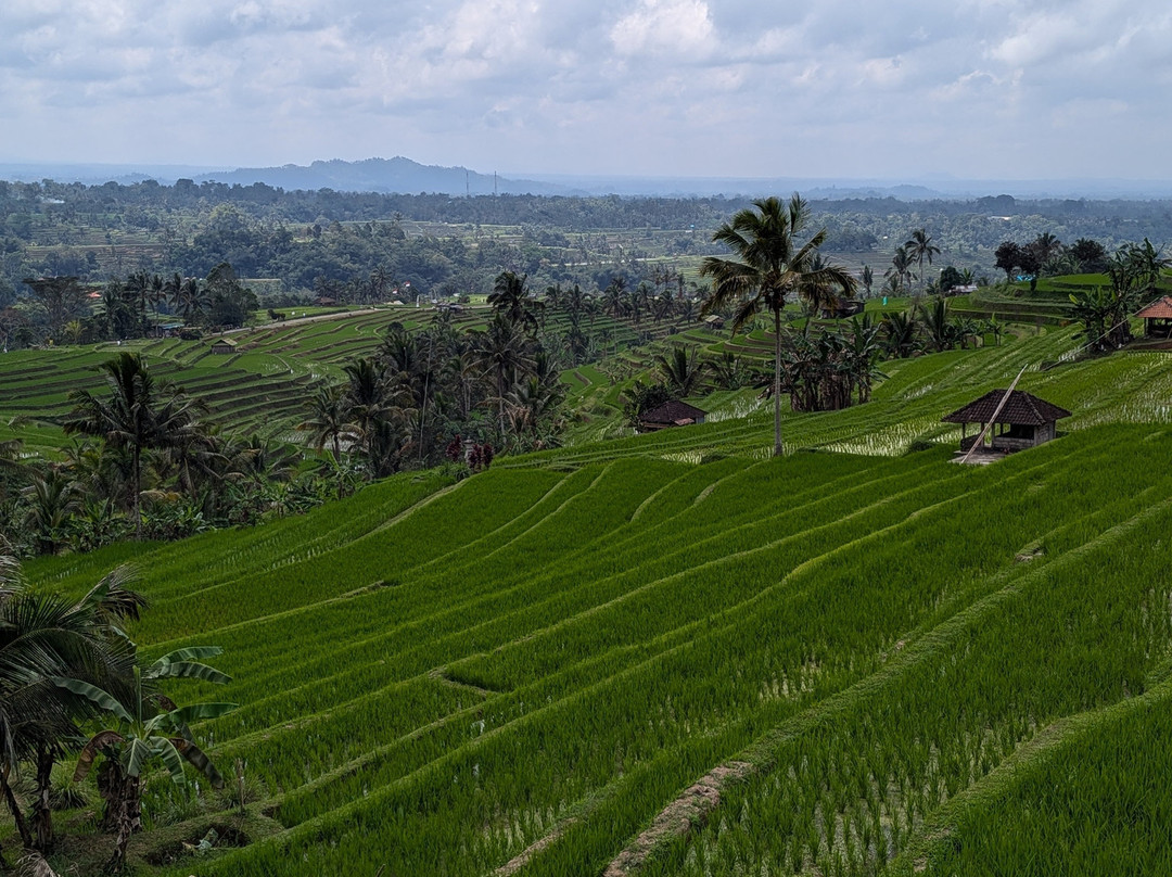 Bali Life Tours-乌布必去景点