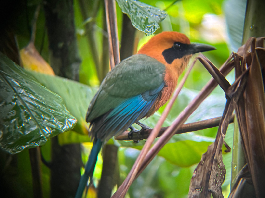 Costa Rica Amazing Trips-Playa Matapalo必去景点