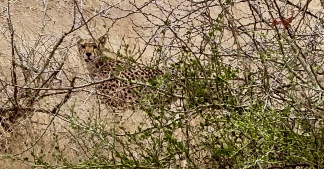 Perfect Safaris Africa-内罗毕必去景点