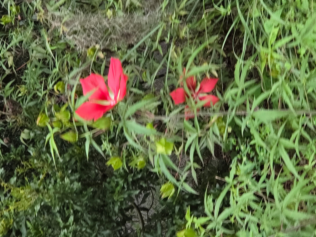 Magnolia Plantation & Gardens-查尔斯顿必去景点