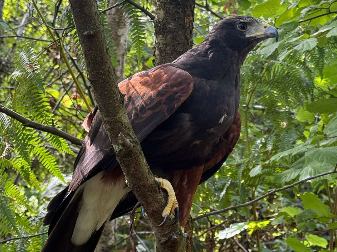 Hampshire Hawk Walks-Four Marks必去景点