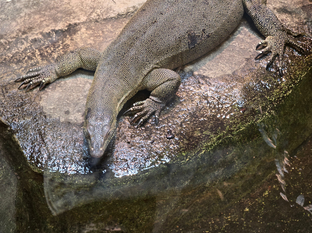 Crocodiles of the World-Brize Norton必去景点