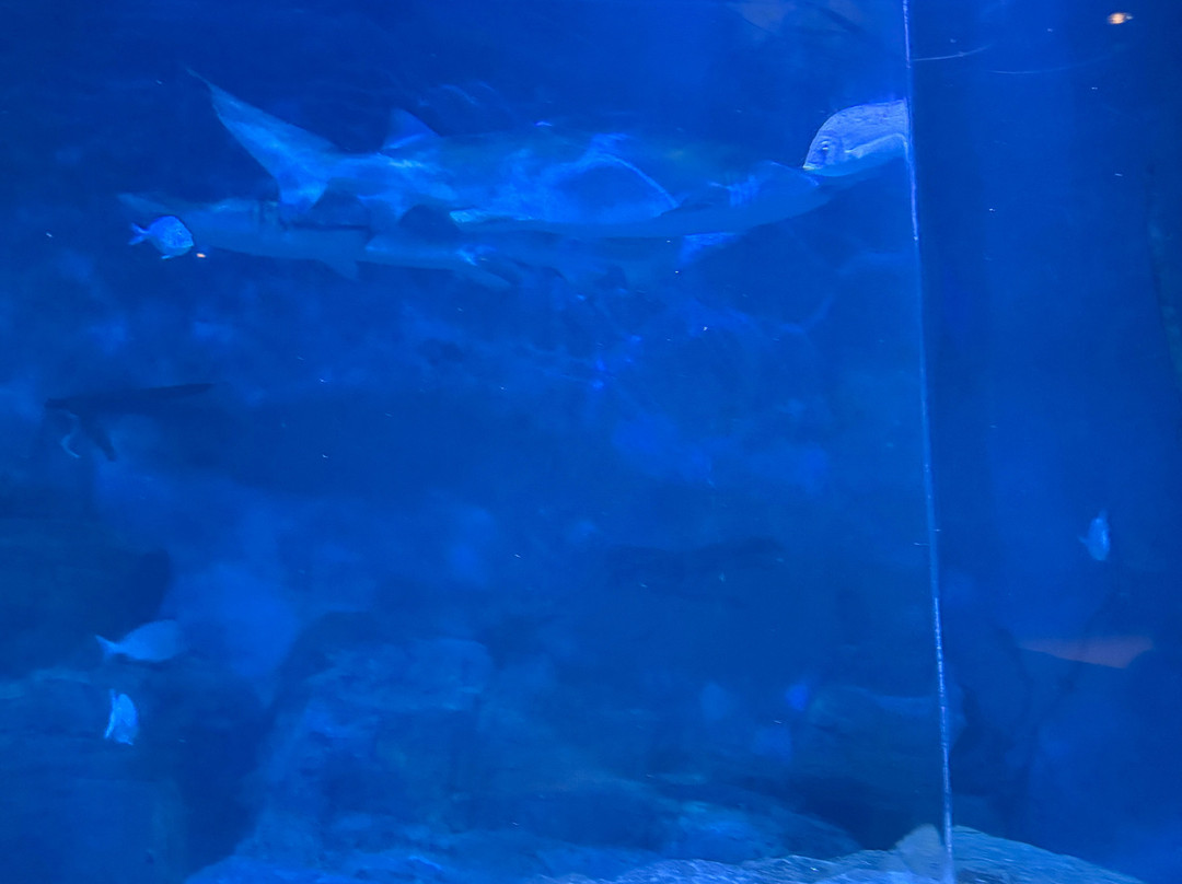 The Maritime Aquarium at Norwalk-诺沃克必去景点
